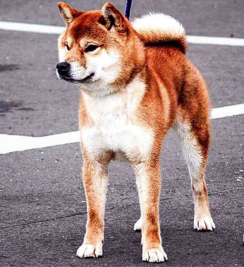 Inishie no hayate go bangaichisou