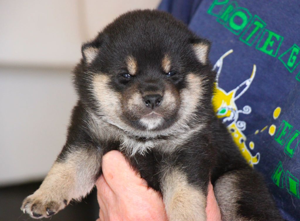 Allaikha's - Chiots disponibles - Shiba