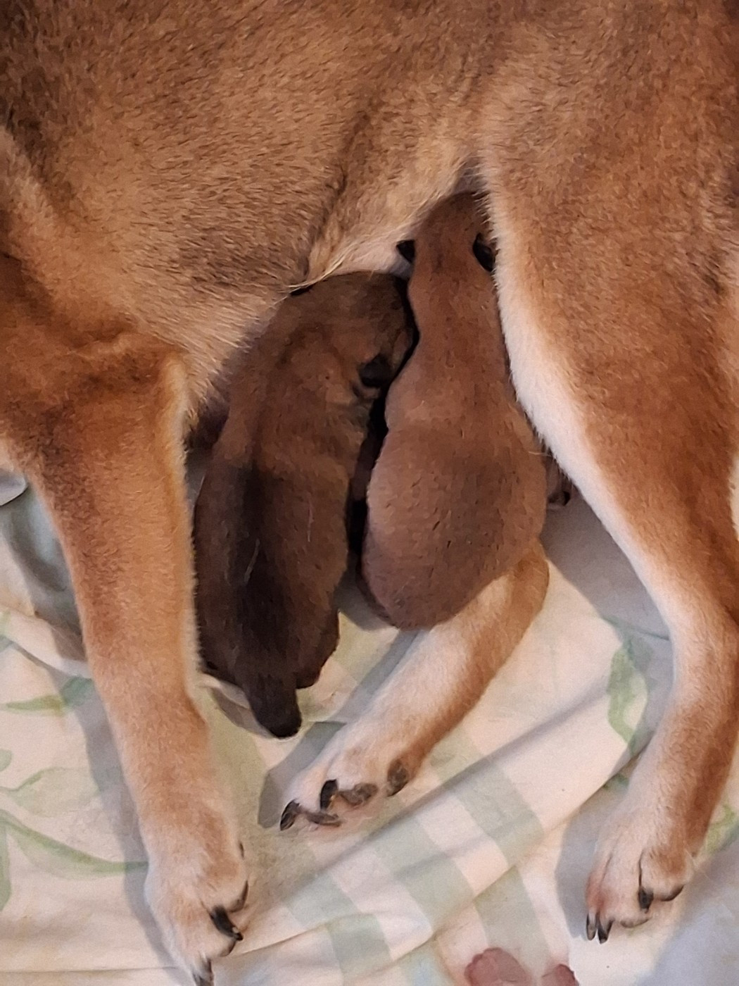 Chiot Shiba Allaikha's