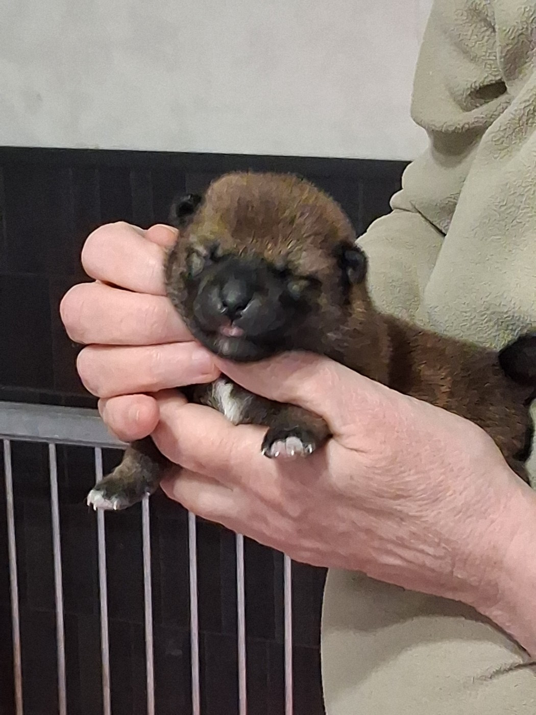 Allaikha's - Chiots disponibles - Shiba