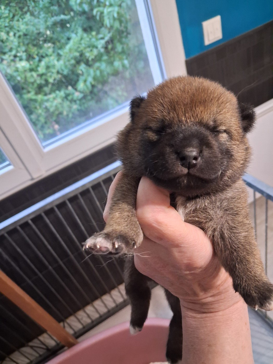 Allaikha's - Chiots disponibles - Shiba