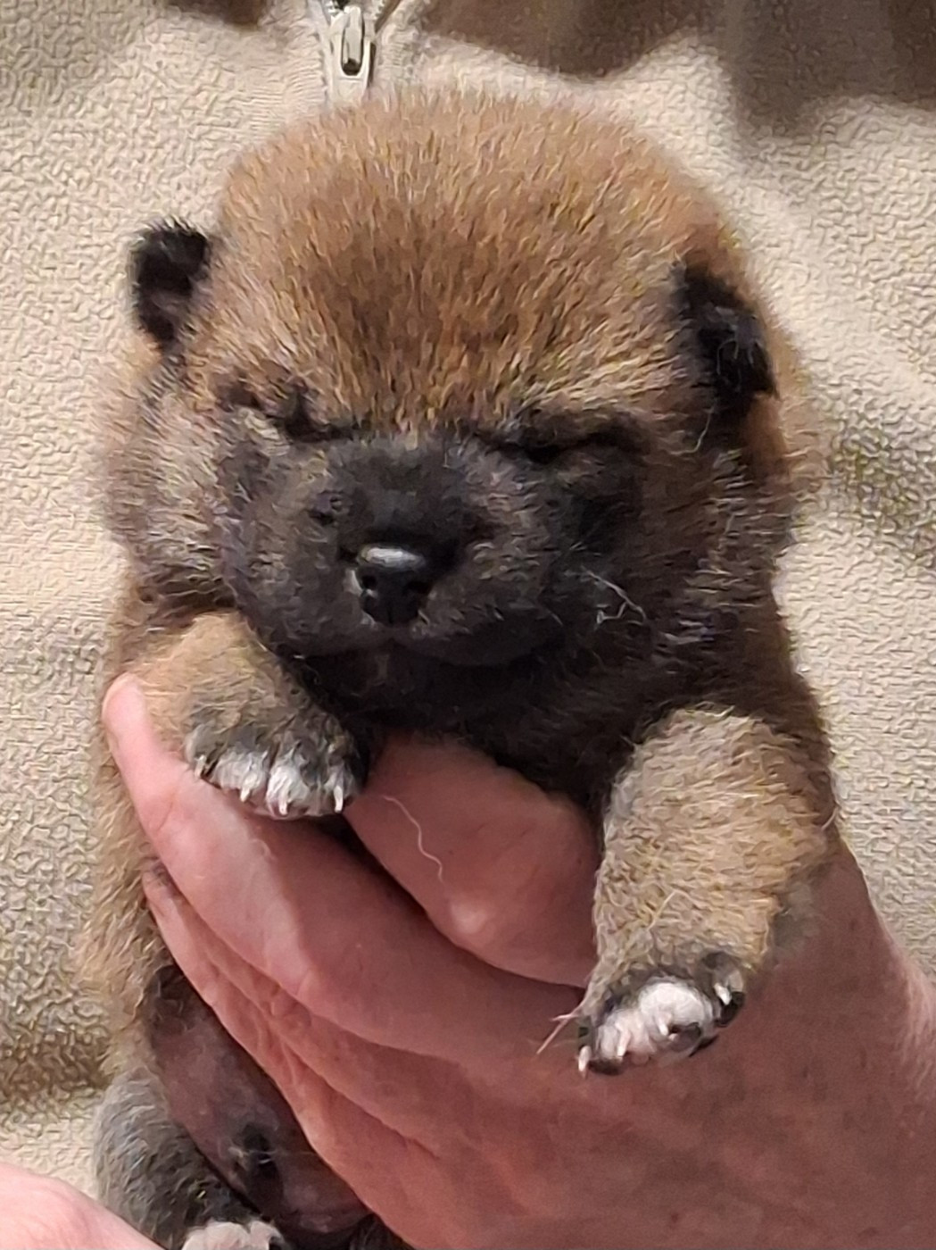 Allaikha's - Chiots disponibles - Shiba