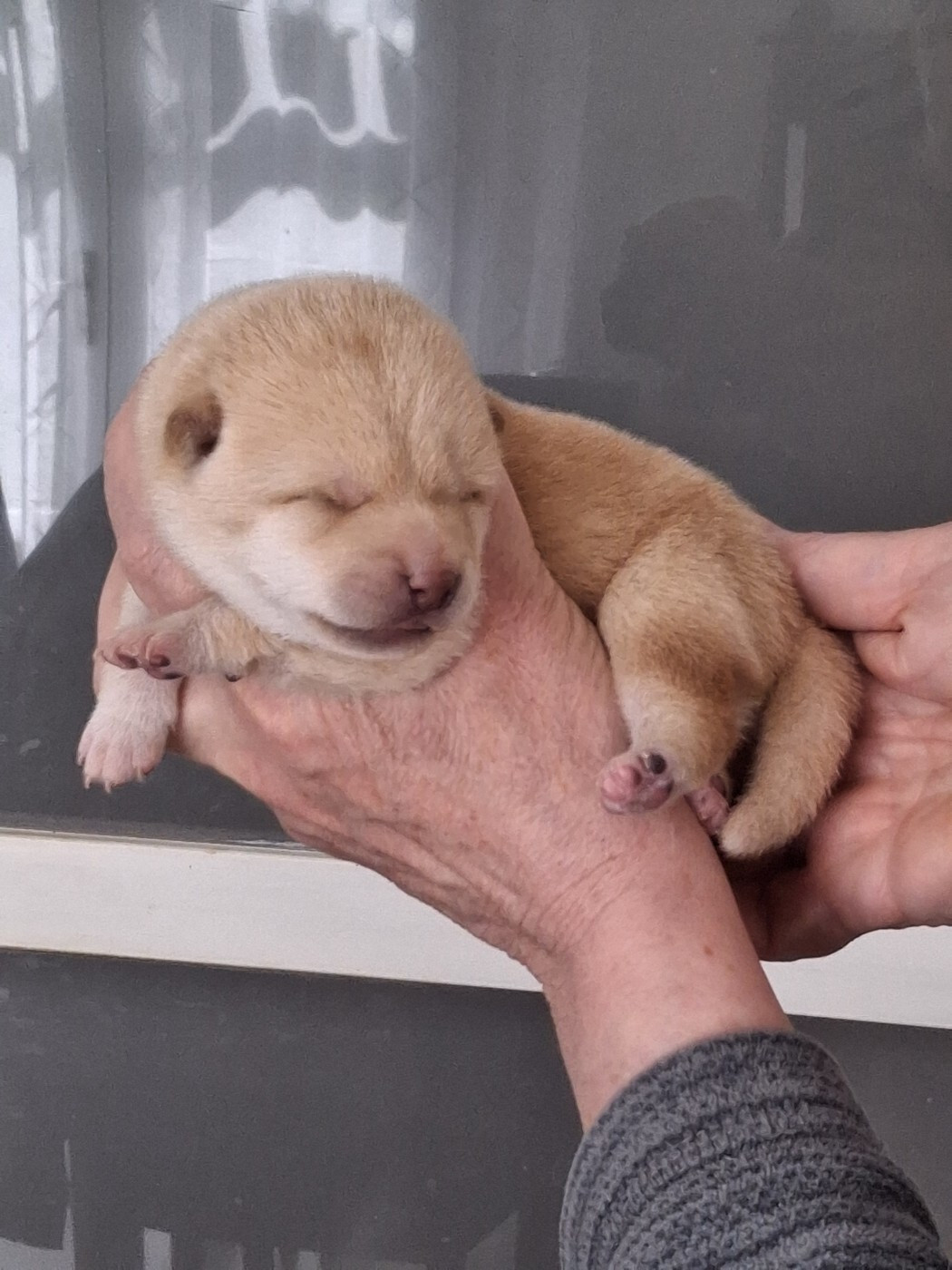 Allaikha's - Chiots disponibles - Shiba