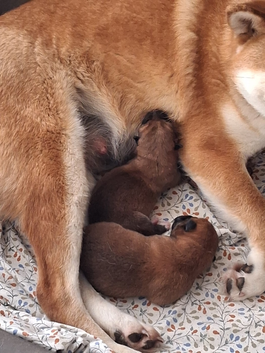 Allaikha's - Chiots disponibles - Shiba