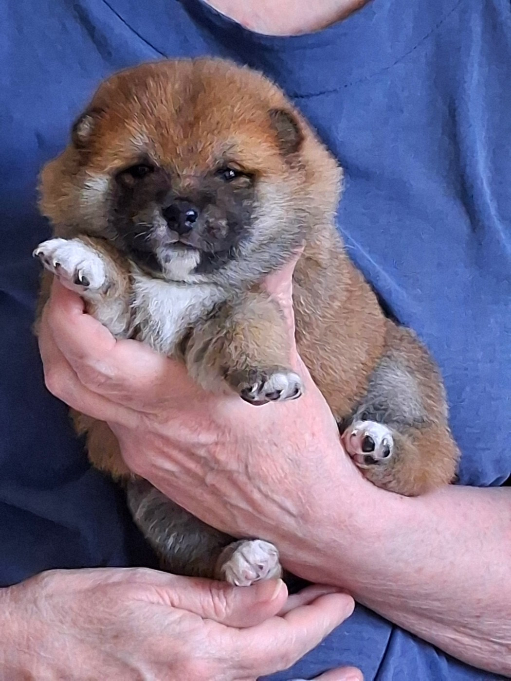 Allaikha's - Chiots disponibles - Shiba