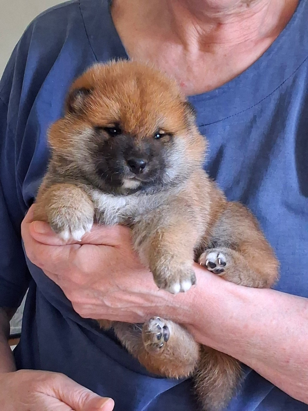 Allaikha's - Chiots disponibles - Shiba