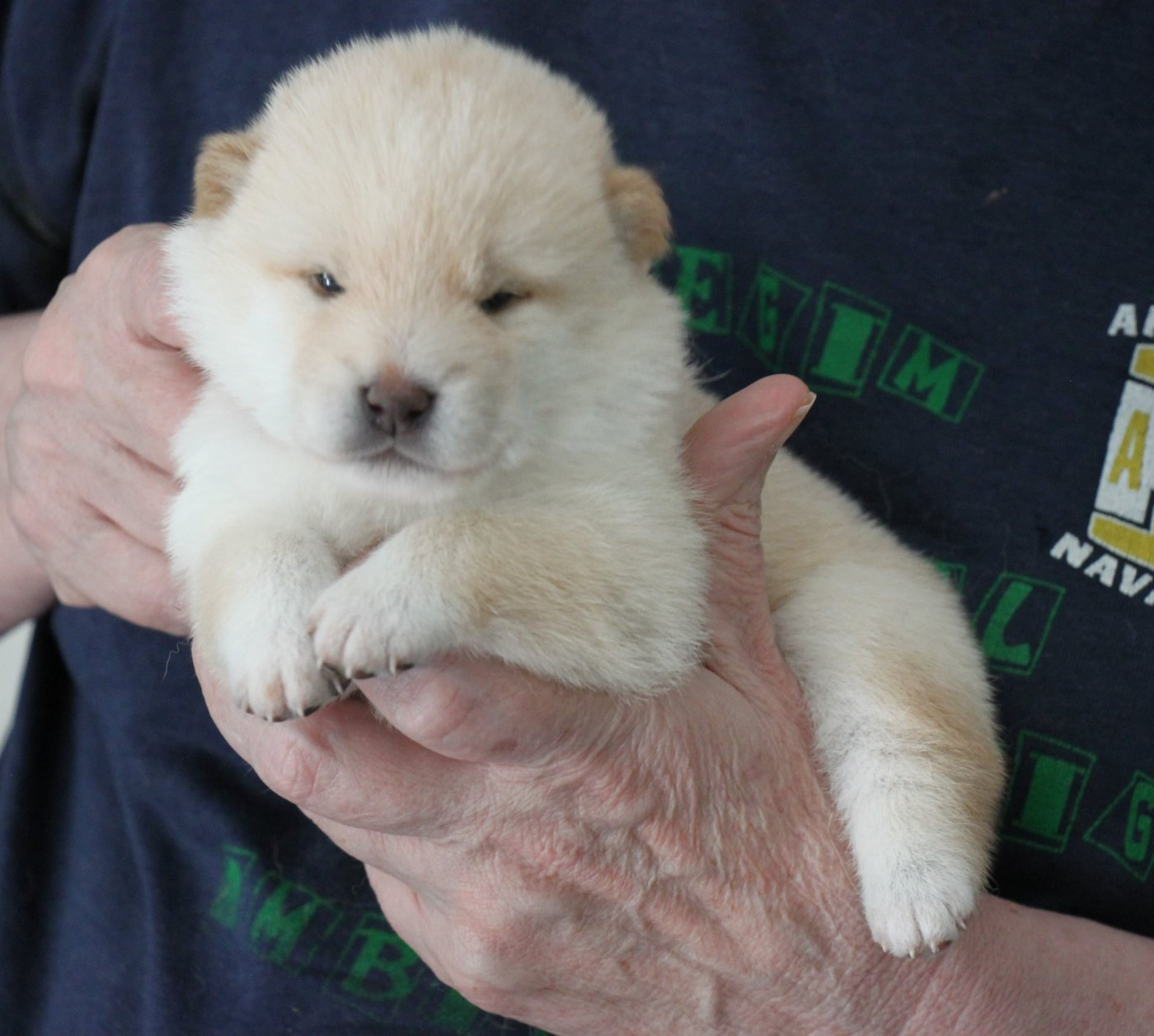 Allaikha's - Chiots disponibles - Shiba