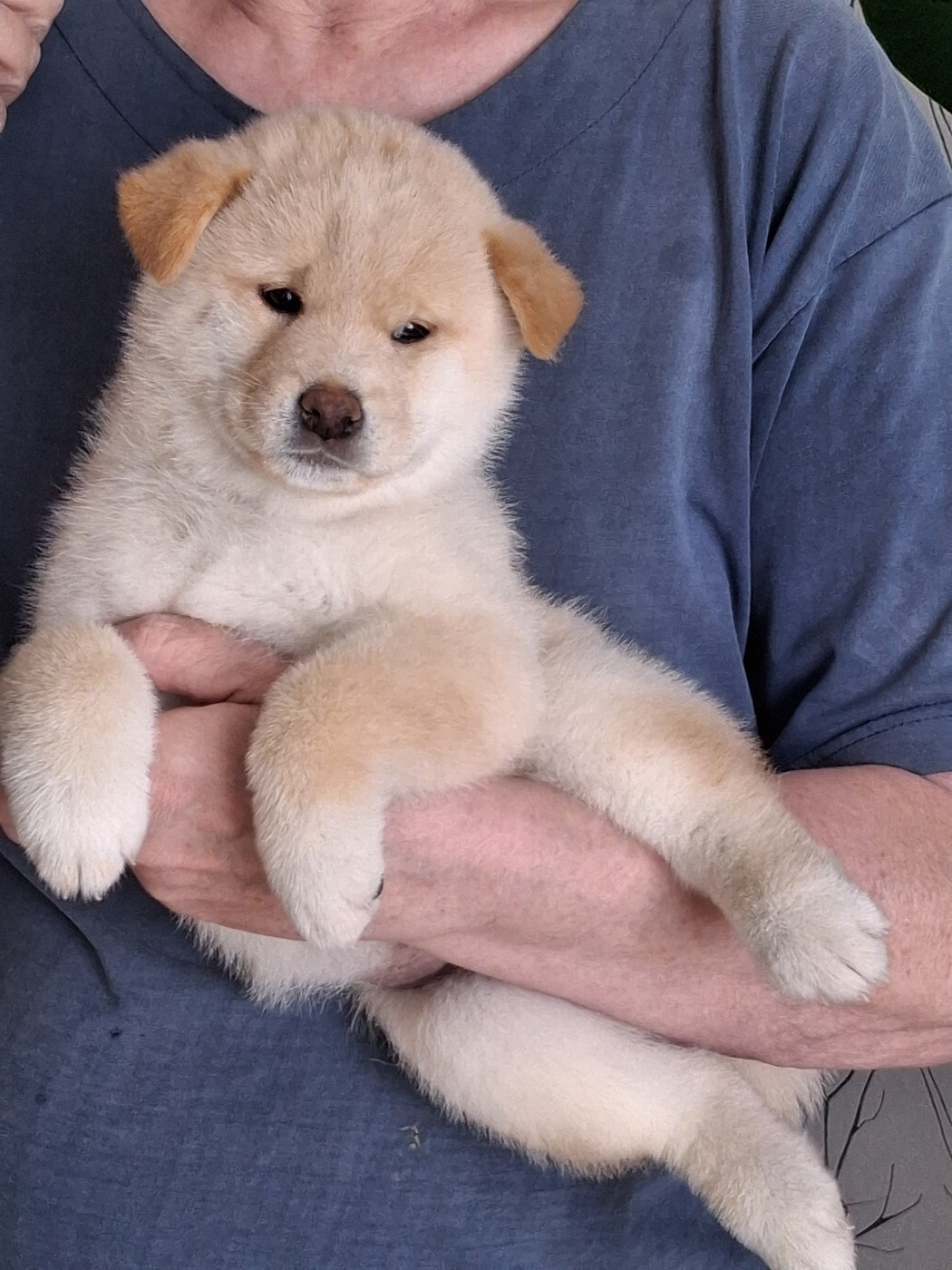 Allaikha's - Chiots disponibles - Shiba
