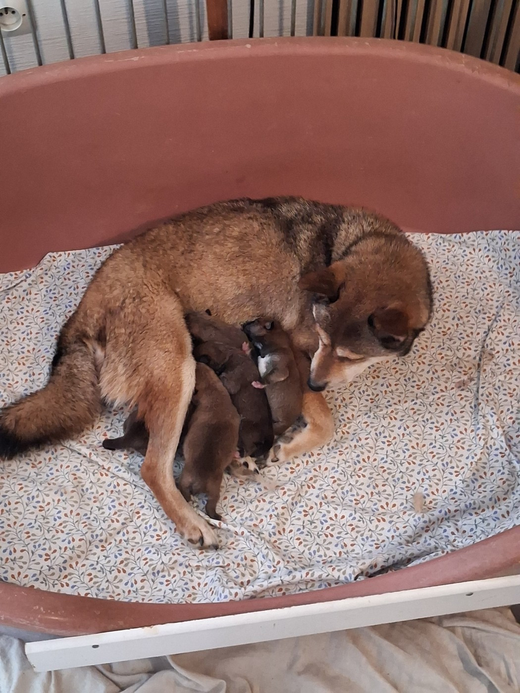 Allaikha's - Chiots disponibles - Shiba