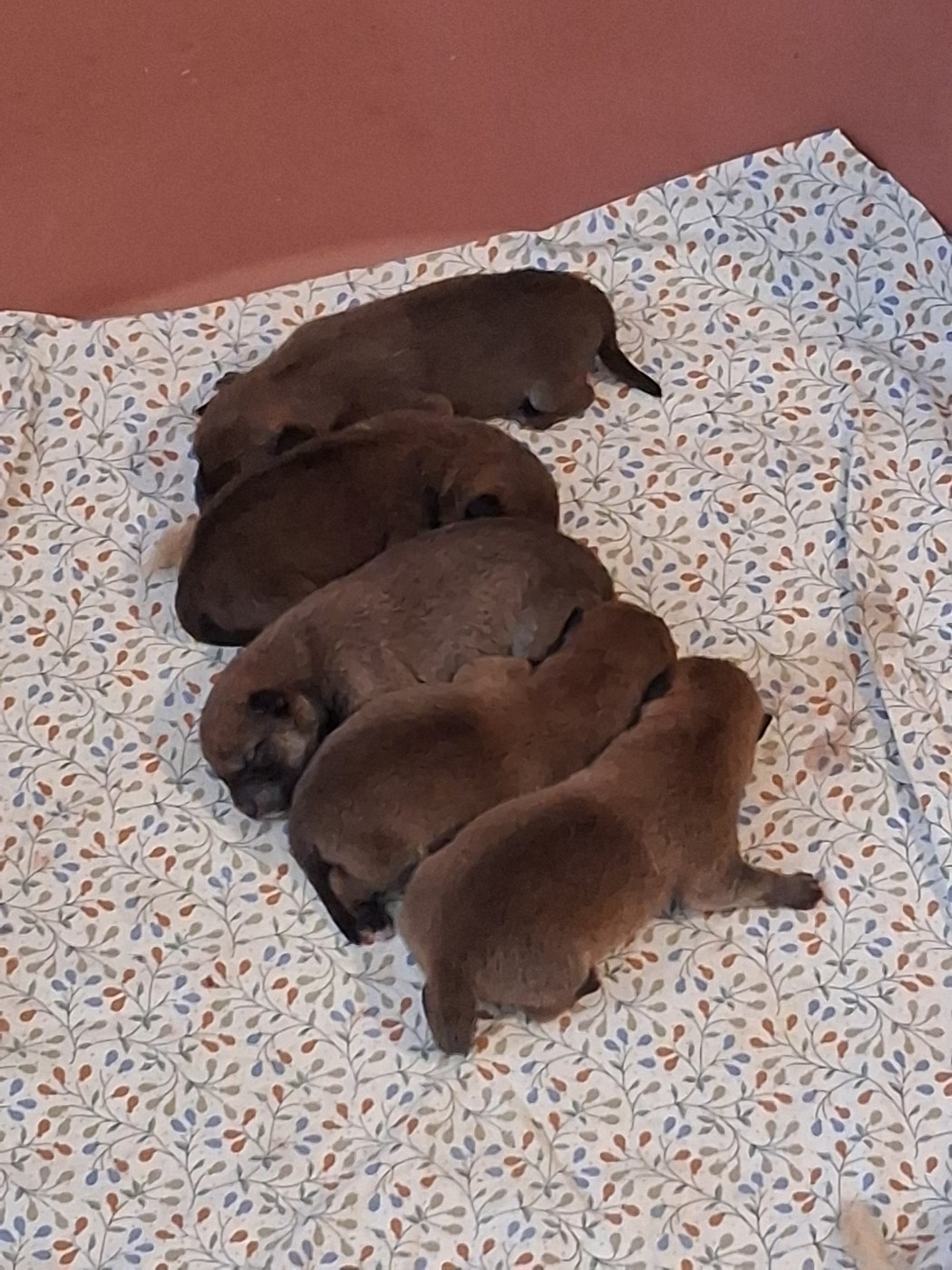 Allaikha's - Chiots disponibles - Shiba
