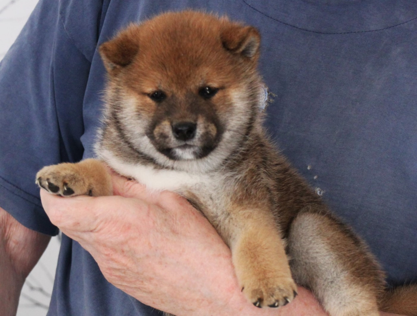 Allaikha's - Chiots disponibles - Shiba