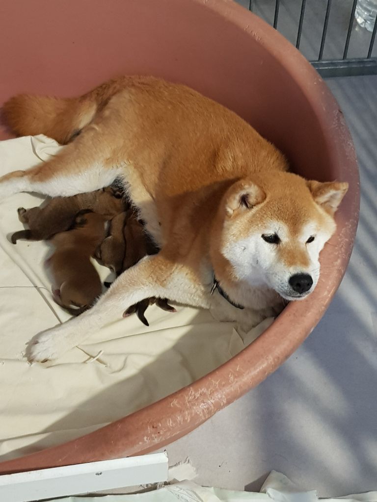 Allaikha's - Chiots disponibles - Shiba
