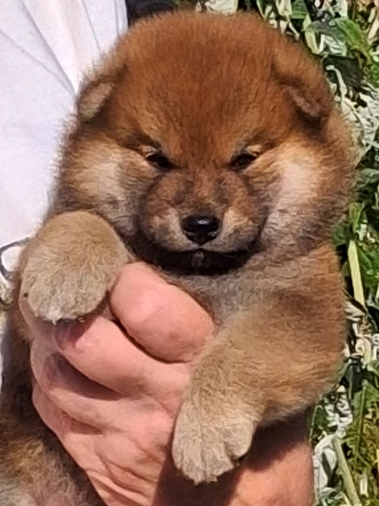 Allaikha's - Chiots disponibles - Shiba
