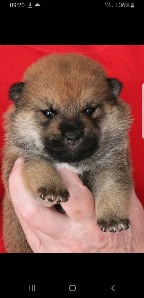 Allaikha's - Chiots disponibles - Shiba
