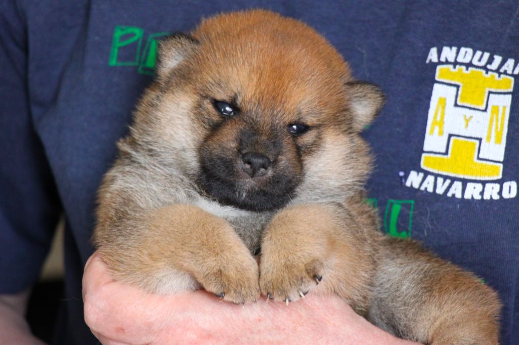 Allaikha's - Chiots disponibles - Shiba