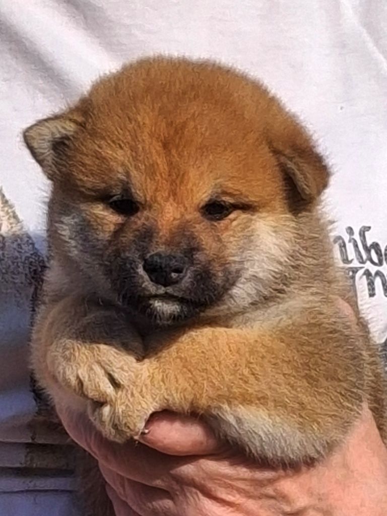 Allaikha's - Chiots disponibles - Shiba