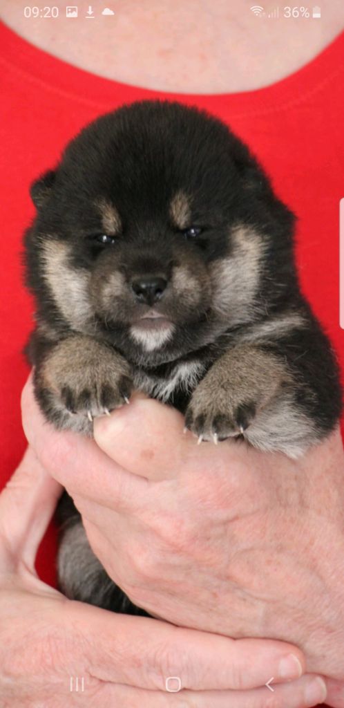 Allaikha's - Chiots disponibles - Shiba