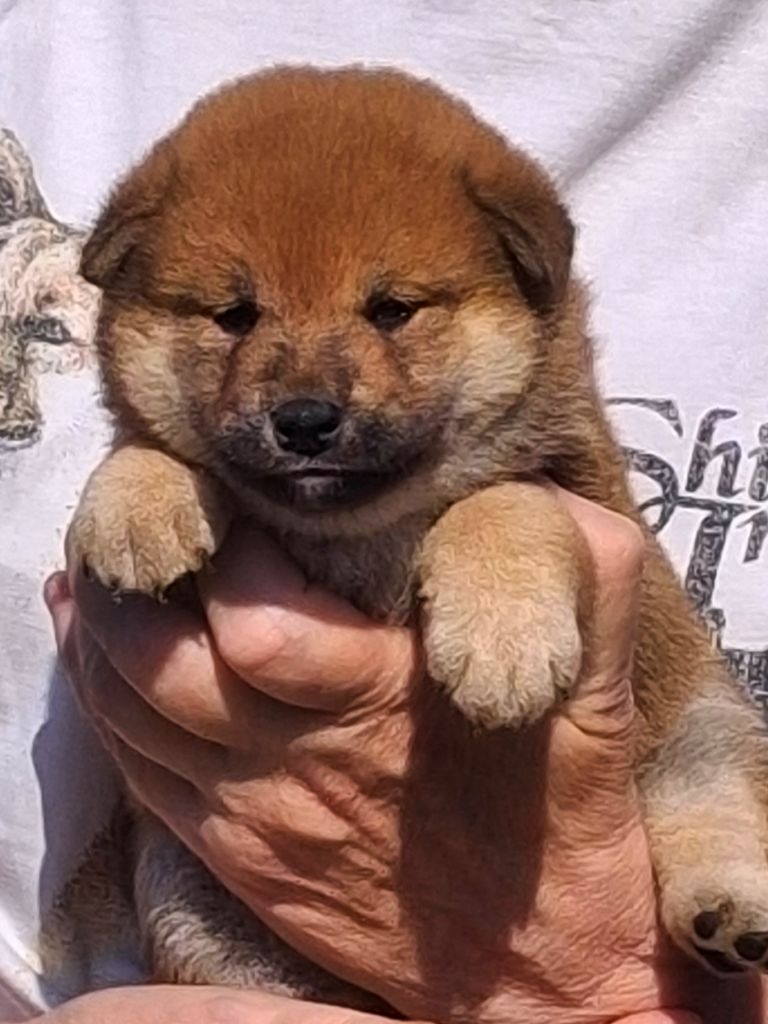 Allaikha's - Chiots disponibles - Shiba