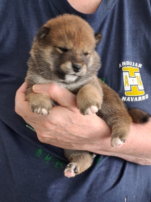 CHIOT 1