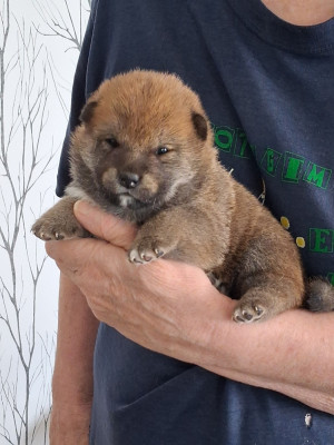 CHIOT 2
