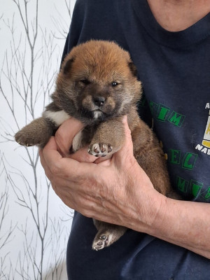 CHIOT 3