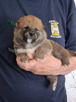 CHIOT 5