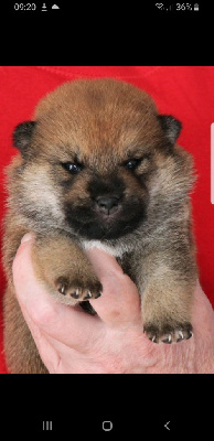 CHIOT