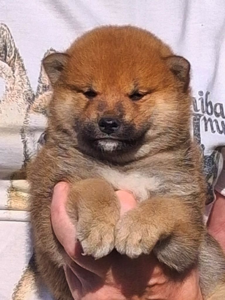 Allaikha's - Chiots disponibles - Shiba
