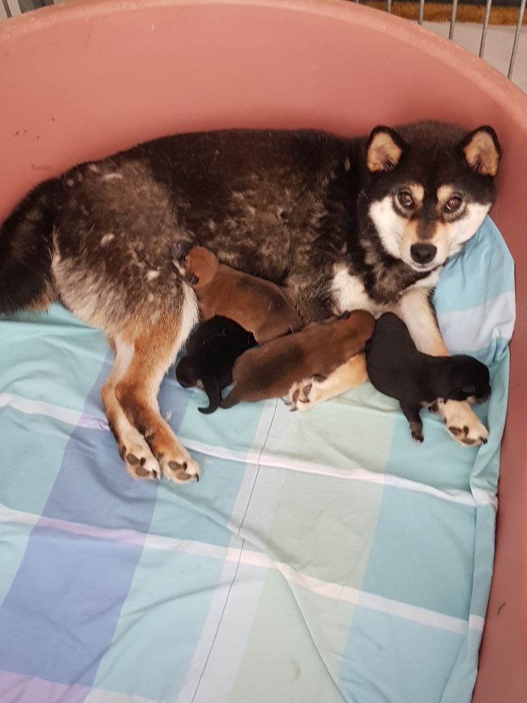 Allaikha's - Chiots disponibles - Shiba
