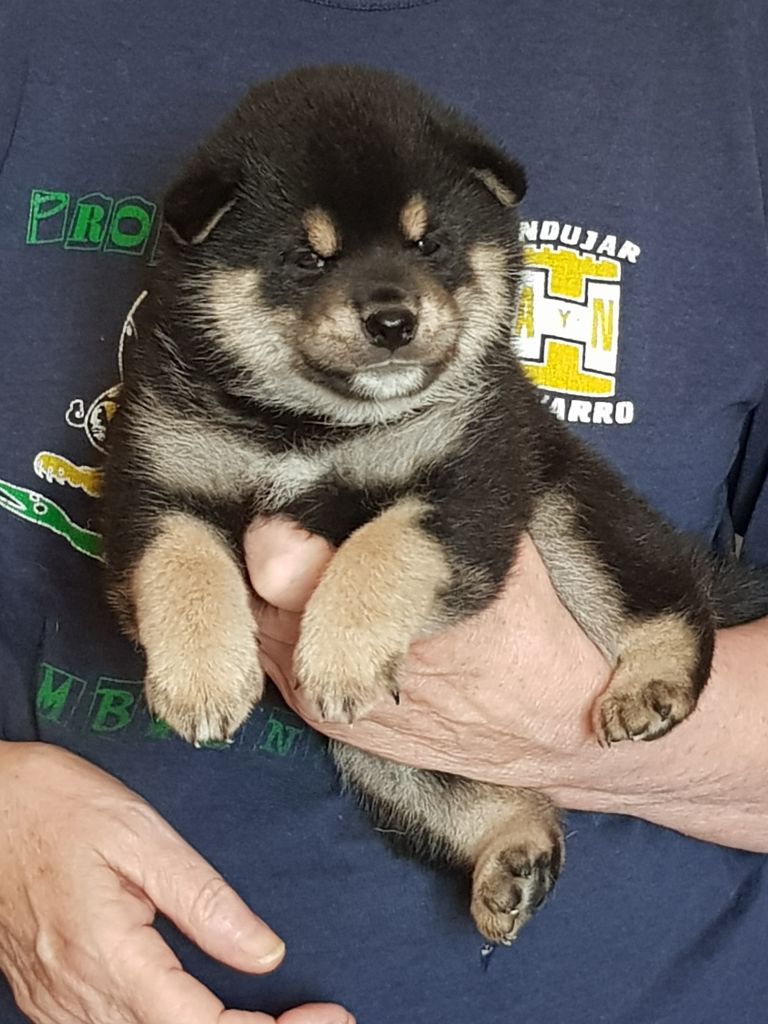 Allaikha's - Chiots disponibles - Shiba